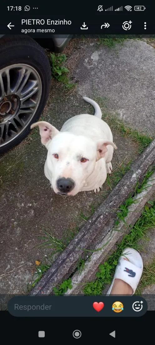 Cachorro raça Pit-Bull idade 7 a 11 meses nome Pandora 