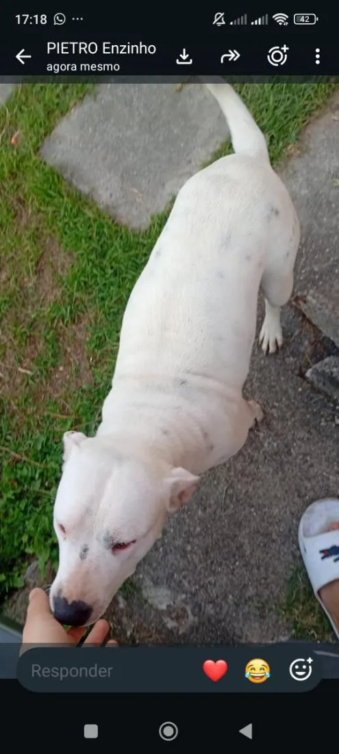 Cachorro raça Pit-Bull idade 7 a 11 meses nome Pandora 