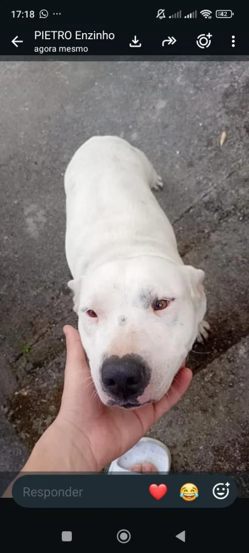 Cachorro raça Pit-Bull idade 7 a 11 meses nome Pandora 