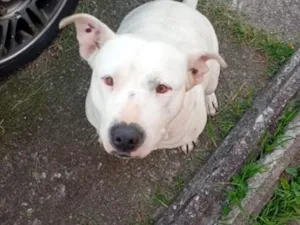 Cachorro raça Pit-Bull idade 7 a 11 meses nome Pandora 