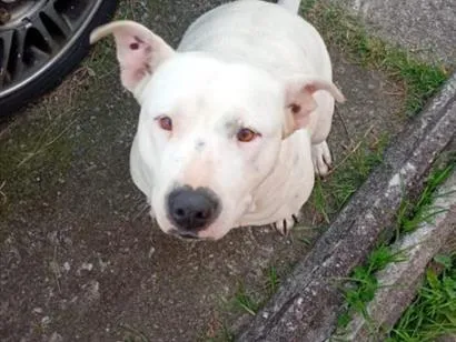 Cachorro raça Pit-Bull idade 7 a 11 meses nome Pandora 