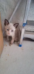 milk