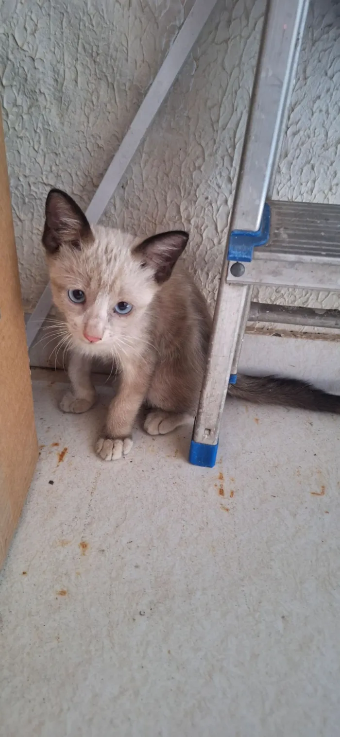 Gato raça Siamês idade 2 a 6 meses nome milk
