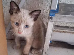 Gato raça Siamês idade 2 a 6 meses nome milk