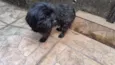 Neguinho