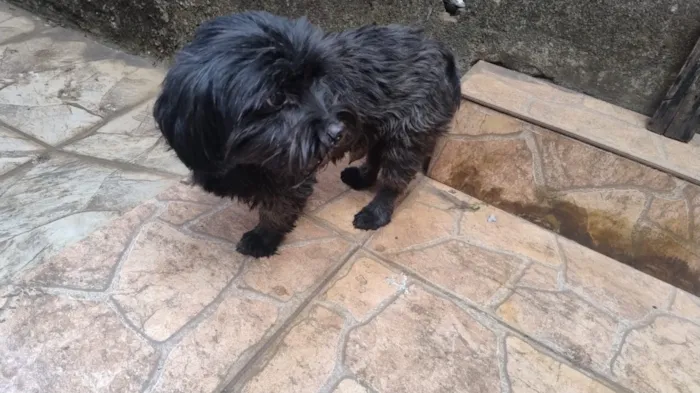 Cachorro raça SRD-ViraLata idade 3 anos nome Neguinho