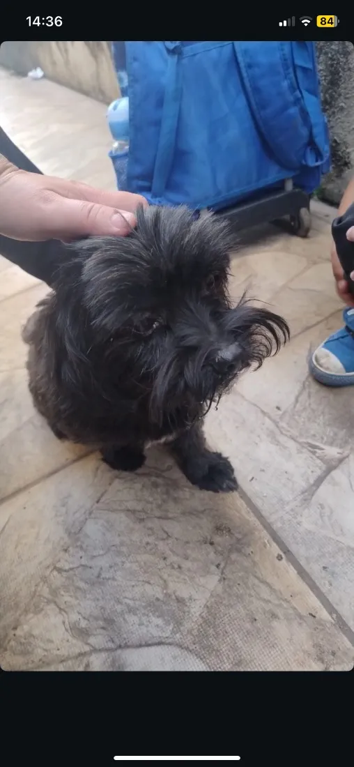 Cachorro raça SRD-ViraLata idade 3 anos nome Neguinho