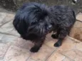 Neguinho