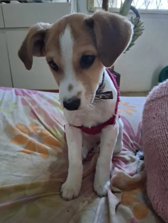 Cachorro raça SRD-ViraLata idade 2 a 6 meses nome Abigail 