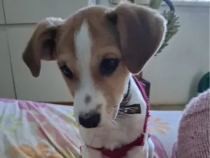 Cachorro raça SRD-ViraLata idade 2 a 6 meses nome Abigail 