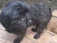 Neguinho