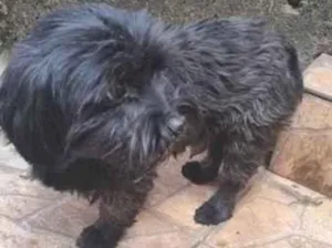 Cachorro raça SRD-ViraLata idade 3 anos nome Neguinho