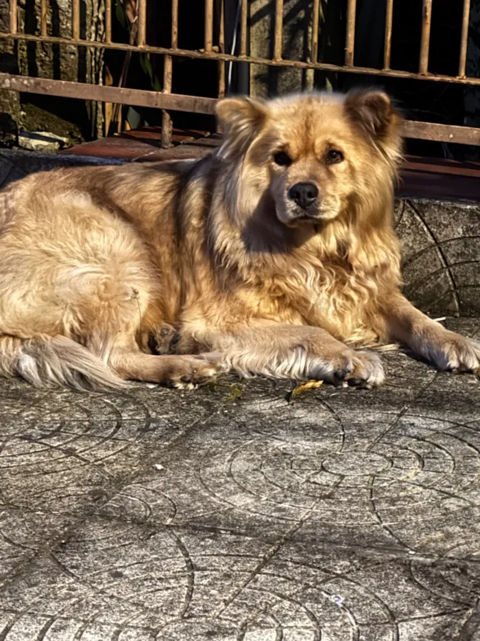 Cachorro raça SRD-ViraLata idade 6 ou mais anos nome Não sei