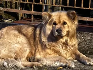 Cachorro raça SRD-ViraLata idade 6 ou mais anos nome Não sei