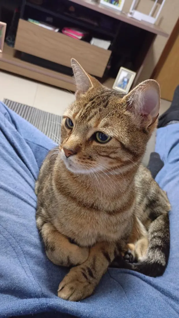Gato raça SRD-ViraLata idade 3 anos nome Diorge