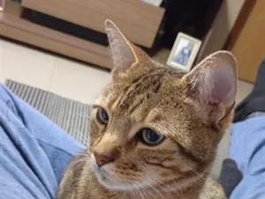 Gato raça SRD-ViraLata idade 3 anos nome Diorge