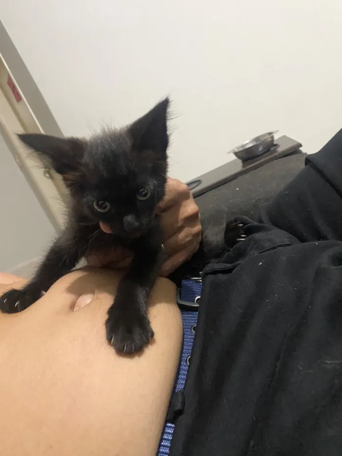 Gato raça SRD-ViraLata idade Abaixo de 2 meses nome Dora