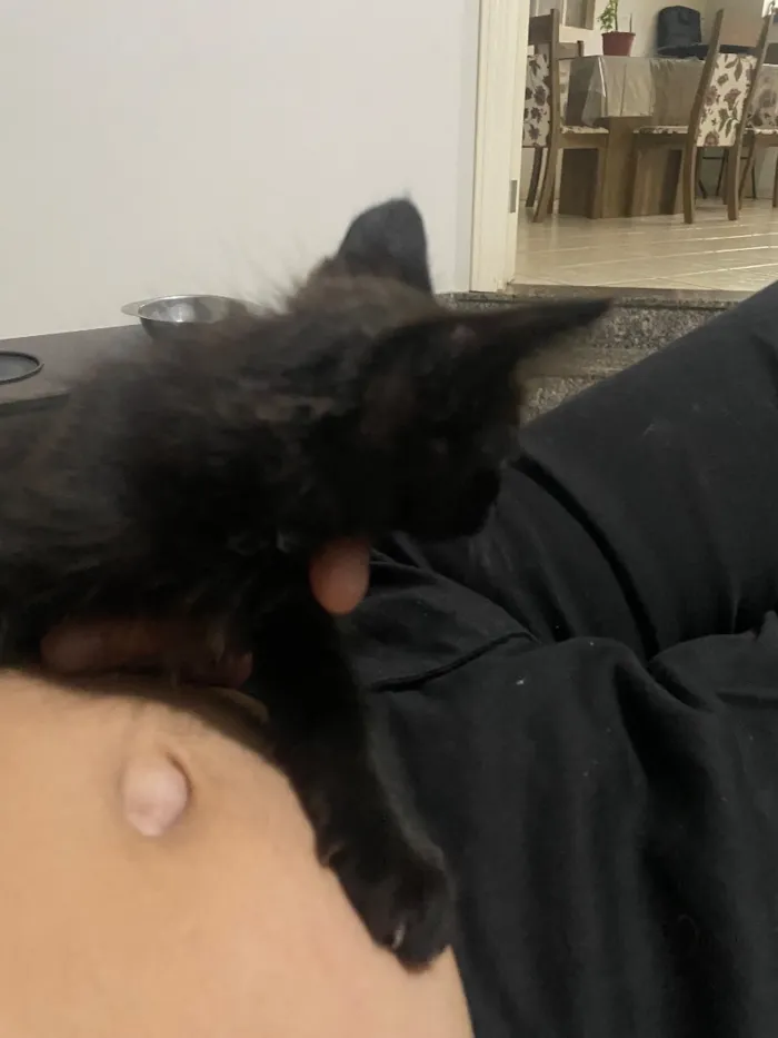 Gato raça SRD-ViraLata idade Abaixo de 2 meses nome Dora