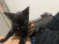 Dora