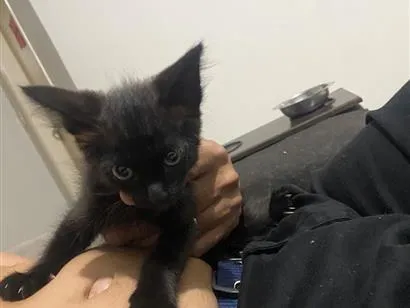Gato raça SRD-ViraLata idade Abaixo de 2 meses nome Dora