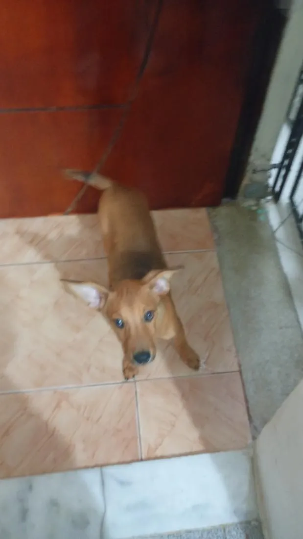 Cachorro raça SRD-ViraLata idade 2 a 6 meses nome Felipe 