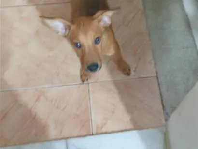 Cachorro raça SRD-ViraLata idade 2 a 6 meses nome Felipe 