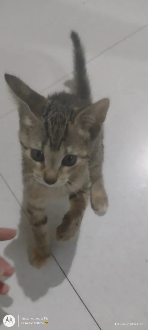Gato raça SRD-ViraLata idade 2 a 6 meses nome não tem nome 