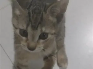 Gato raça SRD-ViraLata idade 2 a 6 meses nome não tem nome 