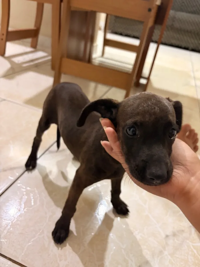 Cachorro raça SRD-ViraLata idade 2 a 6 meses nome Nina 