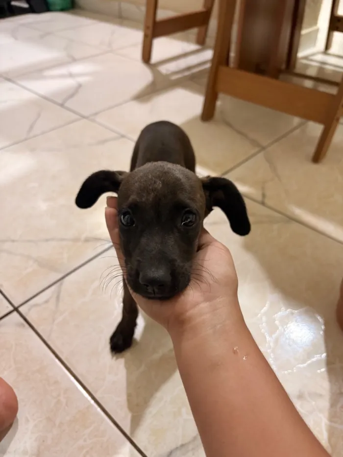 Cachorro raça SRD-ViraLata idade 2 a 6 meses nome Nina 