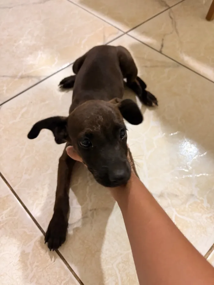 Cachorro raça SRD-ViraLata idade 2 a 6 meses nome Nina 