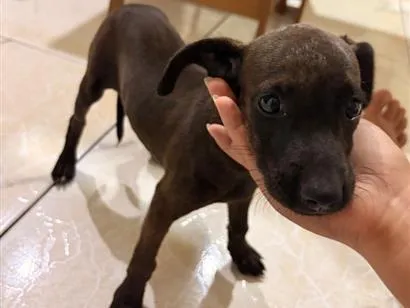 Cachorro raça SRD-ViraLata idade 2 a 6 meses nome Nina 