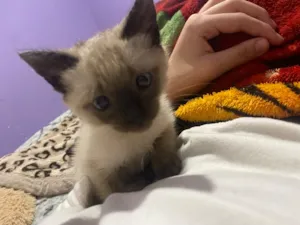 Gato raça SRD-ViraLata idade 2 a 6 meses nome Denguinho 