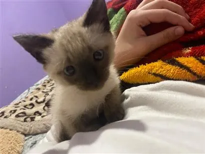 Gato raça SRD-ViraLata idade 2 a 6 meses nome Denguinho 