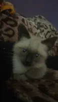 Denguinho 