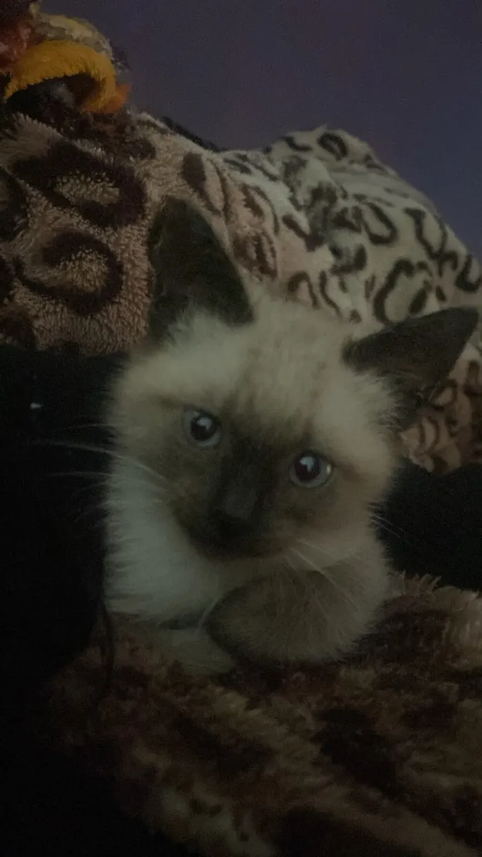 Gato raça SRD-ViraLata idade 2 a 6 meses nome Denguinho 