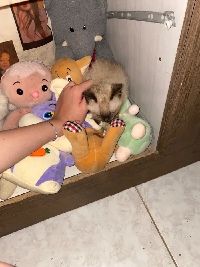 Gato raça SRD-ViraLata idade 2 a 6 meses nome Denguinho 