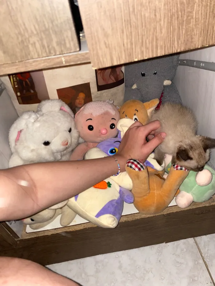 Gato raça SRD-ViraLata idade 2 a 6 meses nome Denguinho 