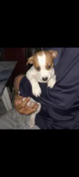 Bob