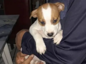 Cachorro raça SRD-ViraLata idade 2 a 6 meses nome Bob