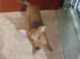 Felipe 
