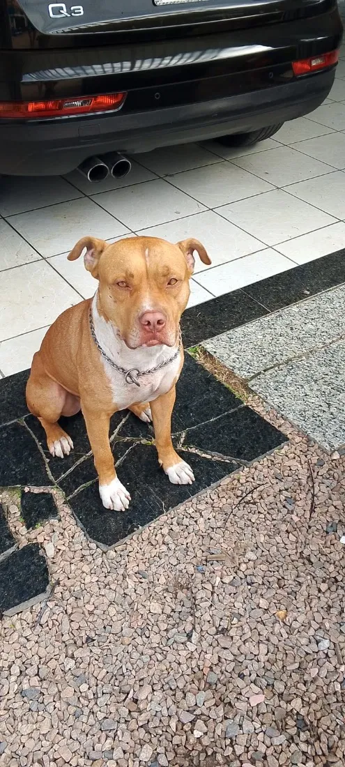 Cachorro raça Pit-Bull idade 4 anos nome Braddock