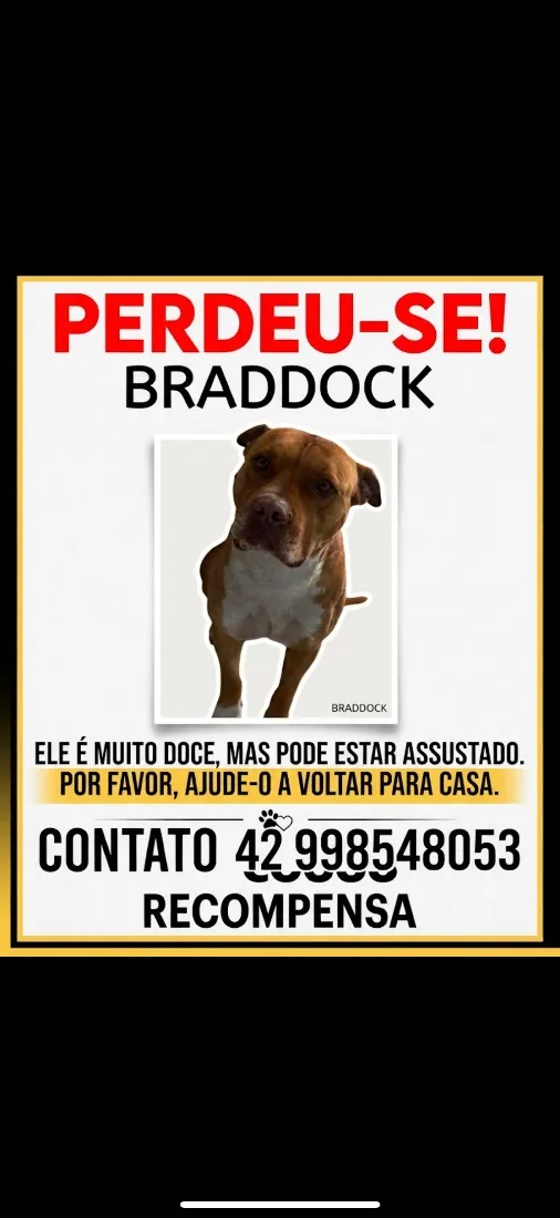 Cachorro raça Pit-Bull idade 4 anos nome Braddock
