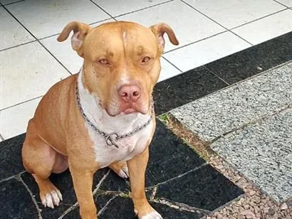 Cachorro raça Pit-Bull idade 4 anos nome Braddock