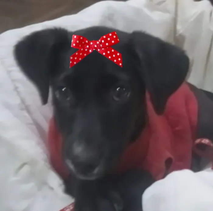 Cachorro raça SRD-ViraLata idade 2 a 6 meses nome Pietra