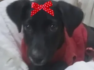 Cachorro raça SRD-ViraLata idade 2 a 6 meses nome Pietra