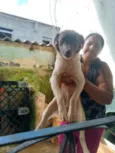 Pedro 