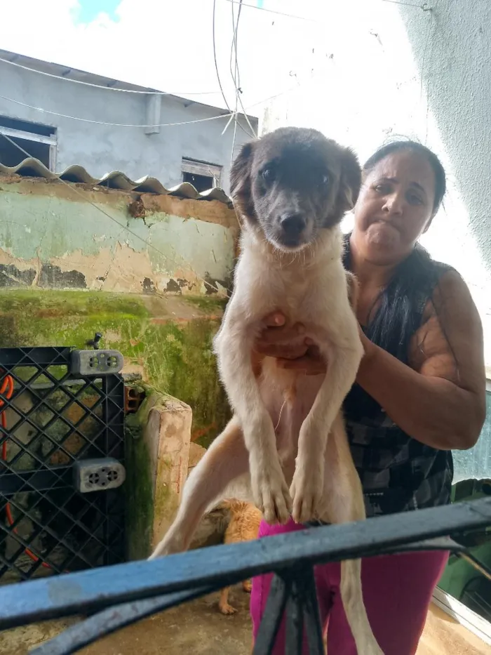 Cachorro raça SRD-ViraLata idade 2 anos nome Pedro 