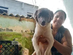 Cachorro raça SRD-ViraLata idade 2 anos nome Pedro 