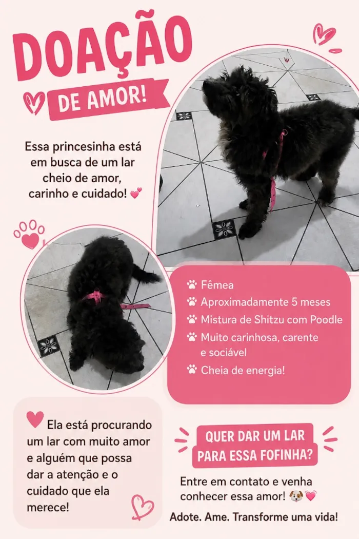 Cachorro raça Shitzu idade 7 a 11 meses nome Ravena 
